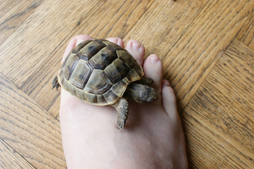 little turtle. petite baby tortoise