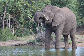 Afrikanischer Elefant / African elephant / Loxodonta africana