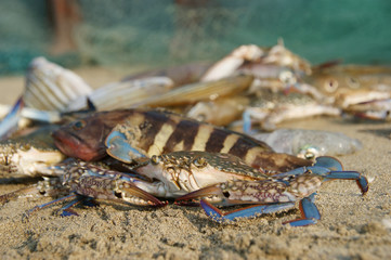 floating blue crab. a floating crab sits on a beach at low tide