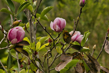 pink magnolia flower