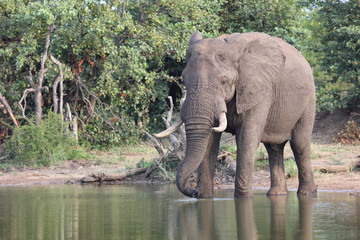 Afrikanischer Elefant / African elephant / Loxodonta africana