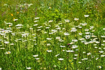 Many wild flowers in the field
