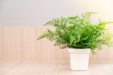 Fern with White pot On Wooden table