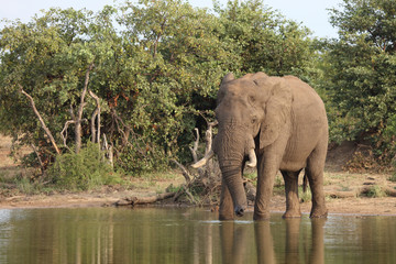 Afrikanischer Elefant / African elephant / Loxodonta africana