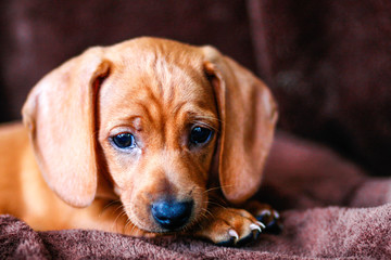 A very young brown short haired dachshund puppy looks worried and unsure.
