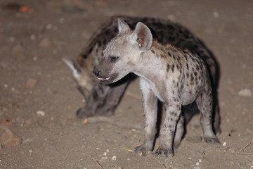 Tüpfelhyäne / Spotted Hyaena / Crocuta crocuta.
