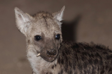 Tüpfelhyäne / Spotted Hyaena / Crocuta crocuta.