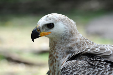 Eagle, a terrifying predator animal Fly fast, fly fast, fly high and fly far