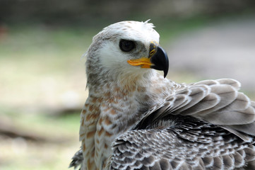 Eagle, a terrifying predator animal Fly fast, fly fast, fly high and fly far