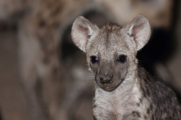 Tüpfelhyäne / Spotted Hyaena / Crocuta crocuta.
