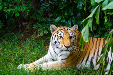 Large tiger Sleeping under the trees in the daytime