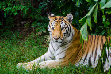 Large tiger Sleeping under the trees in the daytime