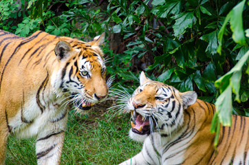 2 large tigers come to see from the look. Probably not very close together