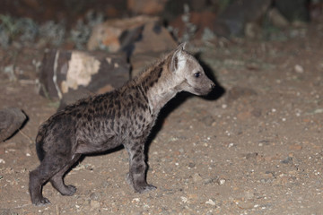 Tüpfelhyäne / Spotted Hyaena / Crocuta crocuta.