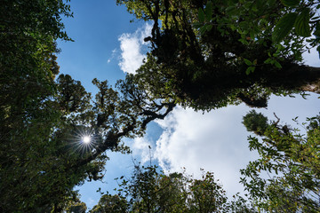 Tropical Rainforest, green jungle Landscape