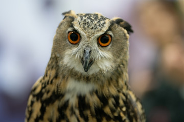 portrait of Eurasian eagle owl (Bubo bubo)