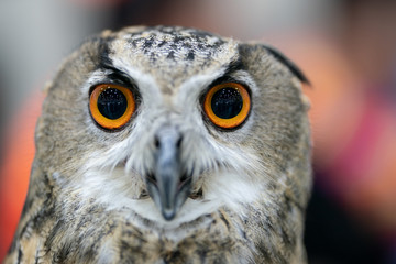 portrait of Eurasian eagle owl (Bubo bubo)