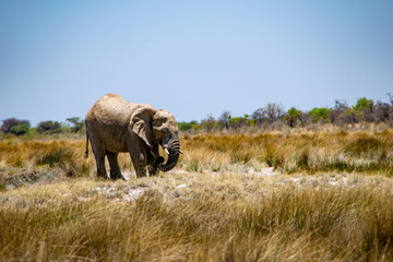 2018-10 Namibia