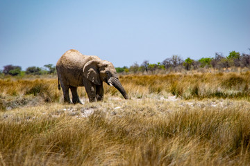 Fototapeta premium 2018-10 Namibia