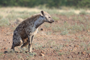 Tüpfelhyäne / Spotted hyaena / Crocuta crocuta