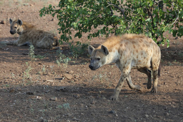 Tüpfelhyäne / Spotted hyaena / Crocuta crocuta