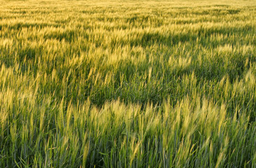 Beautiful wheat field in spring