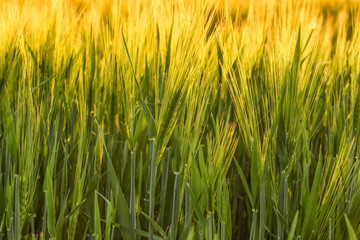 Beautiful wheat field in spring, closeup