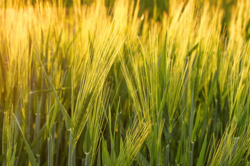 Beautiful wheat field in spring, closeup