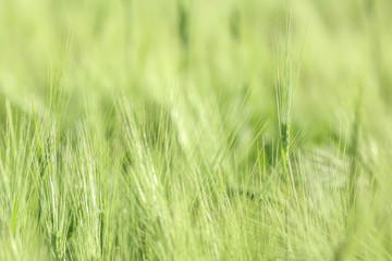 Green spikelets in wheat field