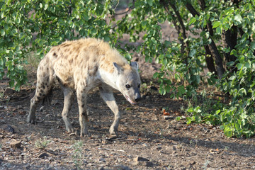 Tüpfelhyäne / Spotted hyaena / Crocuta crocuta