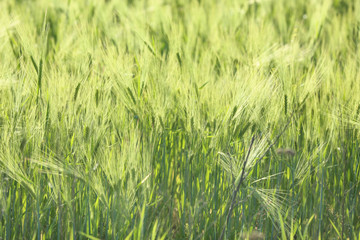 Green spikelets in wheat field