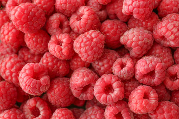 Many sweet ripe raspberry as background