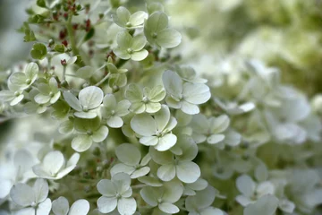 Kissenbezug Blüten in den Blütenständen der Zwerghortensie paniculata der Sorte Bobo.Der Beginn der Blüte. © imamchits