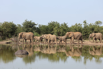 Afrikanischer Elefant / African elephant / Loxodonta africana