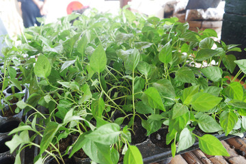 Seedlings are growing Small trees in the nursery bag. 