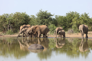 Afrikanischer Elefant / African elephant / Loxodonta africana