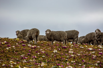 Highland wooly sheep eating on the farm slopes