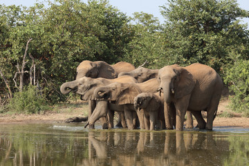 Afrikanischer Elefant / African elephant / Loxodonta africana