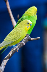 two colorful budgerigars on a branch