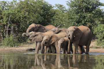 Afrikanischer Elefant / African elephant / Loxodonta africana