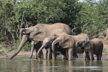 Fototapeta premium Afrikanischer Elefant / African elephant / Loxodonta africana