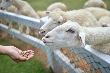 Feeding sheep by a young women hand.