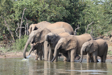 Afrikanischer Elefant / African elephant / Loxodonta africana