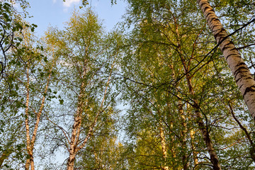 Fototapeta premium Birch branches at the top of the Park or forest on a spring evening and the sky in the background