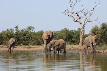Afrikanischer Elefant / African elephant / Loxodonta africana