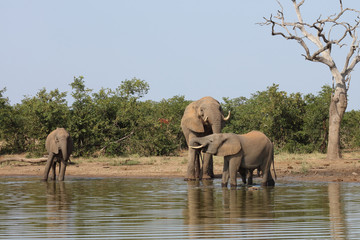 Afrikanischer Elefant / African elephant / Loxodonta africana