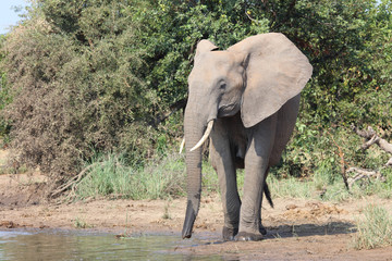 Afrikanischer Elefant / African elephant / Loxodonta africana