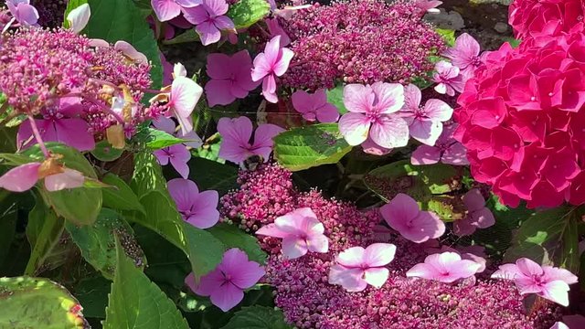 Bumble Bee Flying Around Lace Cap Hydrangeas in Slow Motion
