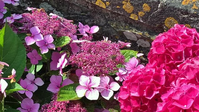 Bumble Bee Flying Out of Frame with Lace Cap Hydrangeas in Slow Motion