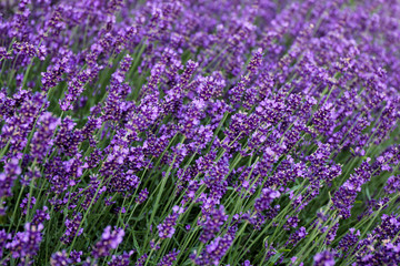Obraz premium Lavender field in close up - a full frame background